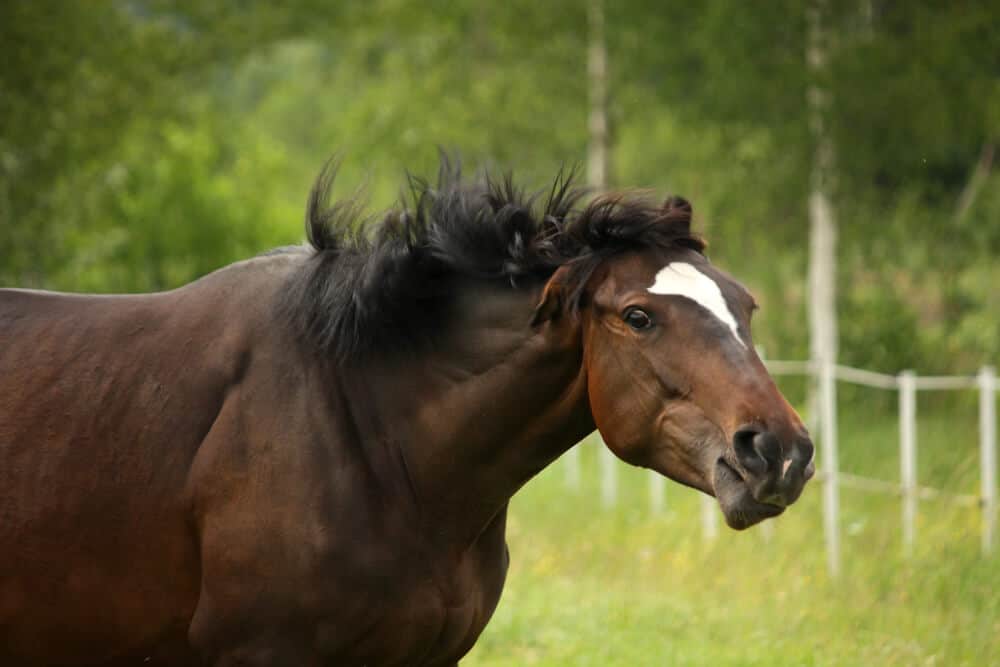 stubborn male horse names