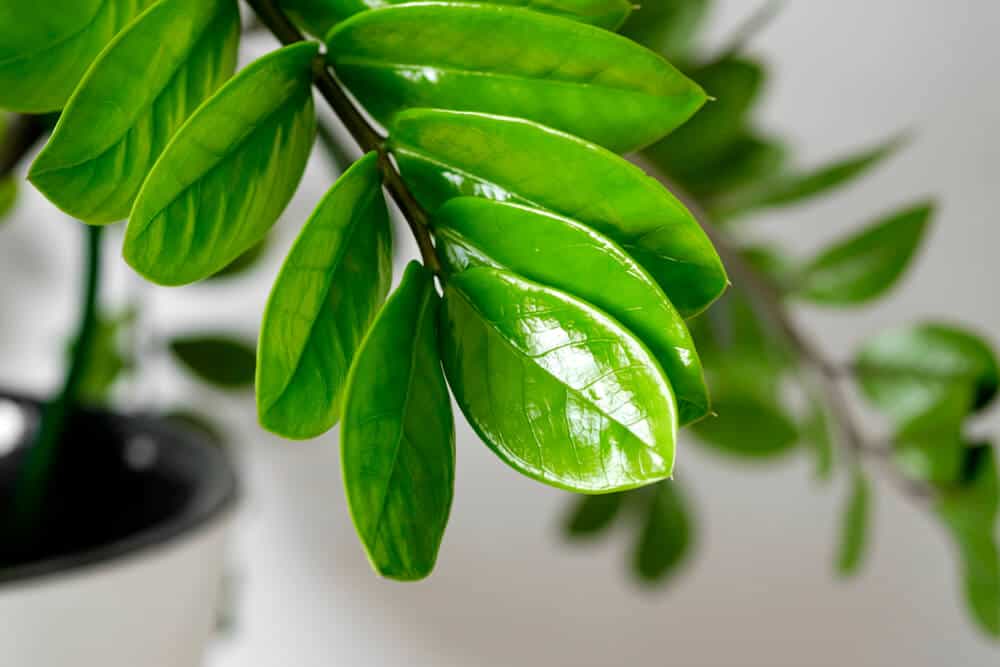 Easiest House Plants for Beginners - ZZ Plant (Zamioculcas zamiifolia