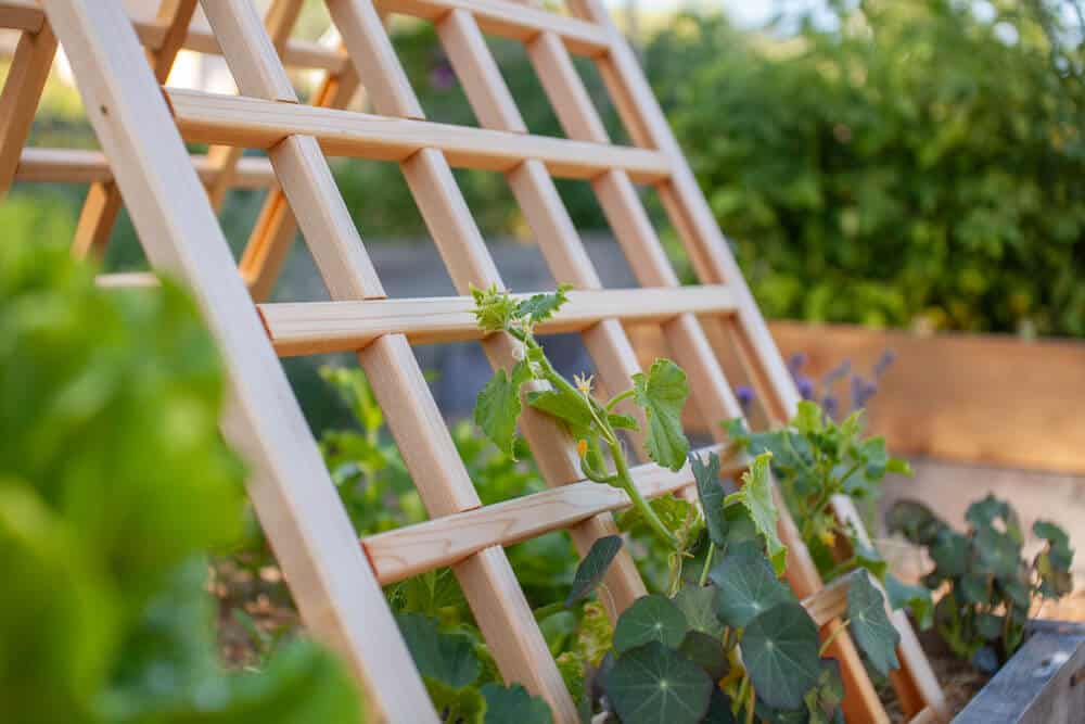 Common Garden Maintenance Mistakes and How to Avoid Them