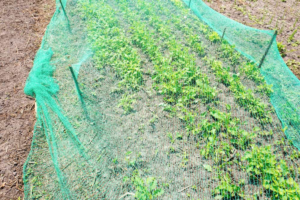 Overlooking Pest Problems