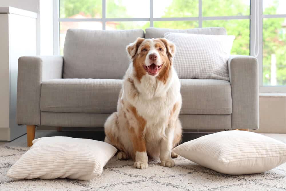 5 Tips for Finding a Pet-Friendly Apartment in the City