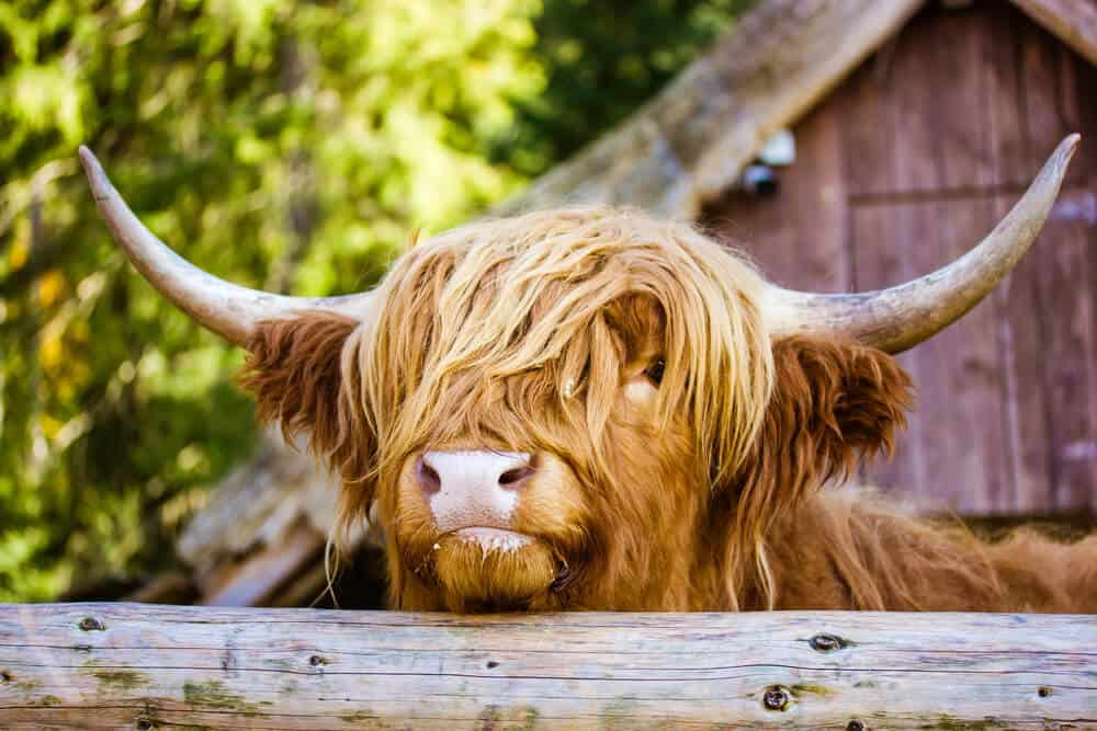Why Animal Lovers Are Choosing This Animal Marketplace to Build Community and Trust