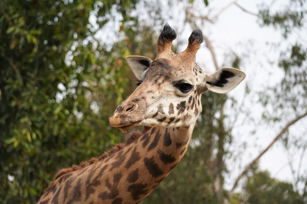 San Diego Zoo in winter with fewer crowds - image of giraffe