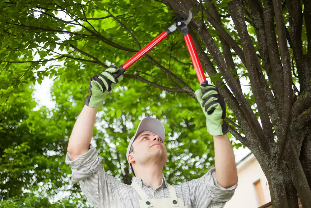Tree Pruning & Trimming