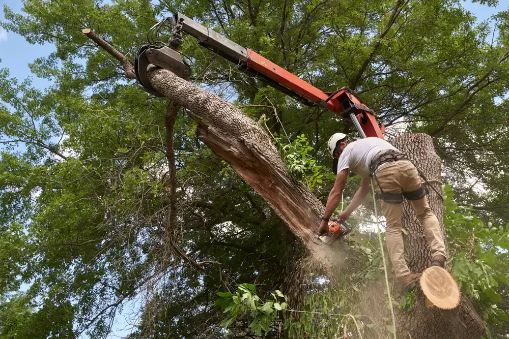 Top 7 Reasons to Hire Professional Tree Services for Your Property