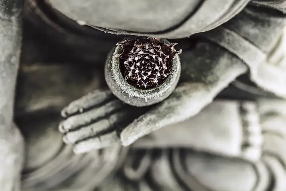 zen