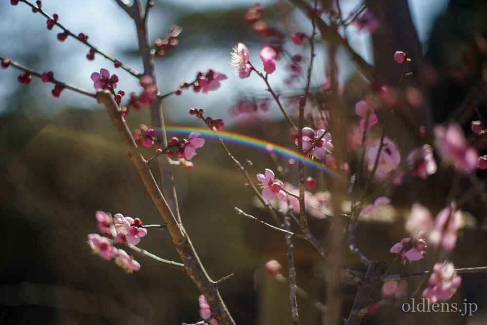 ◎フレア◎ YASHICA YASHINON-DX 50mm F1.4 L830 フレアレンズ】Yashica Yashinon-DX 50mm f1.7 - メルカリ