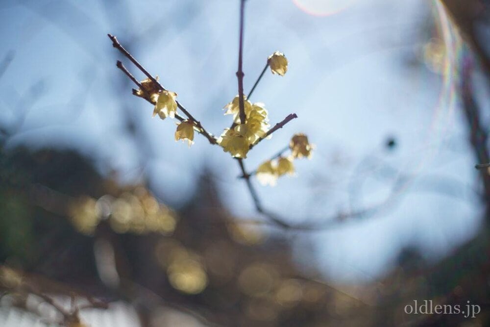 ◎フレア◎YASHICA YASHINON-DX 50mm F1.4 Y056 ◎フレア◎YASHICA YASHINON-DX 50mm F1.4 Y056の通販 by ゆし