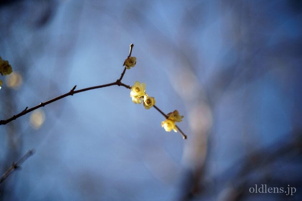 Yashica Auto Yashinon-DX 50mm F1.4 M42 Review作例 富岡光学製