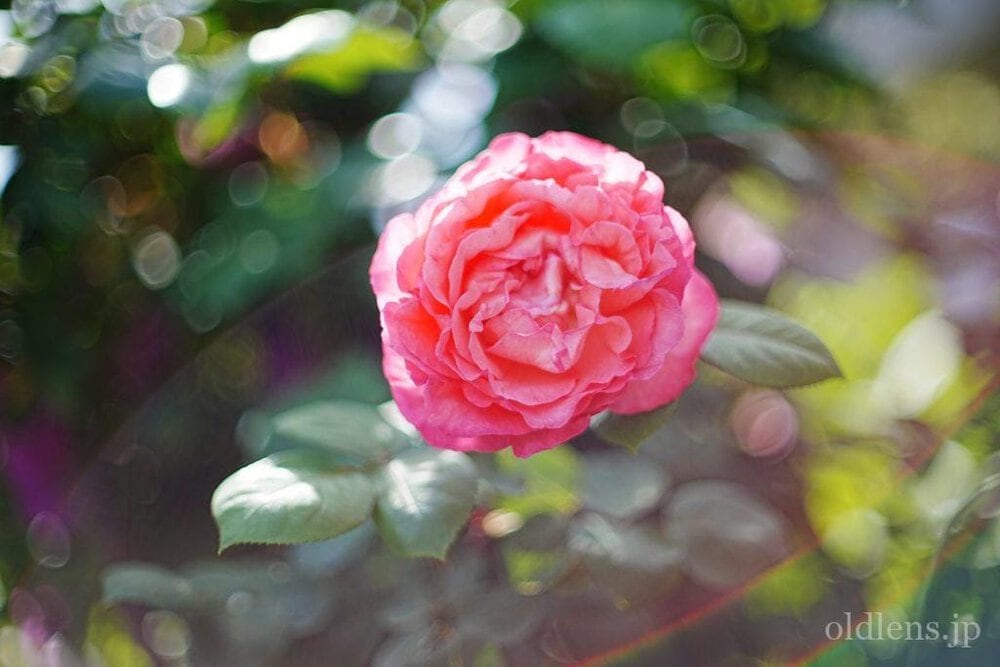 Canon FD 55mm F1.2 S.S.C レビュー作例 キヤノン銘玉滲みオールド