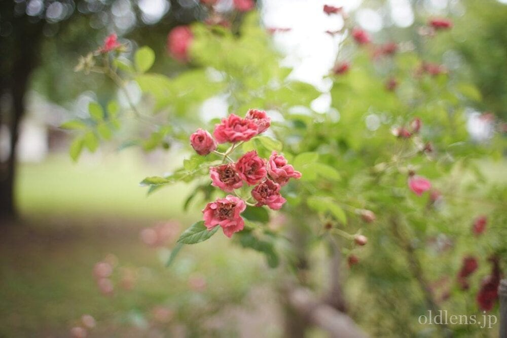 Canon FD 35mm F2 前玉凹みオールドレンズ Revew 作例 薔薇 エモい