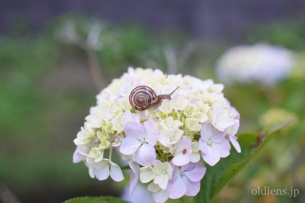 伝説の銘玉Canon FDズームレンズ2本スペシャルセット超入手困難逸品 伝説の銘玉Canon FDズームレンズ2本スペシャルセット超入手困難逸品