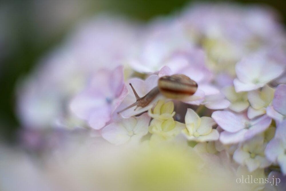 Canon FD 35mm F2 前玉凹みオールドレンズ Revew 作例 あじさいとカタツムリ Hydrangea Snail エモい写真 エモい画像