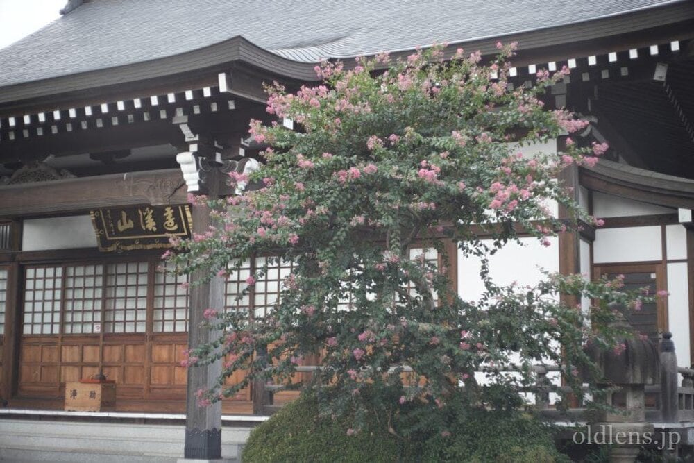 Petri cc auto 55mm f1.8 review作例 エモい画像写真が撮れるオールドレンズ jpeg撮って出し 　 平安院 お寺 花