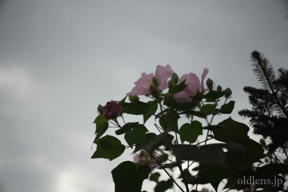 Petri cc auto 55mm f1.8 review作例 エモい画像写真が撮れるオールドレンズ jpeg撮って出し 花 自然 風景