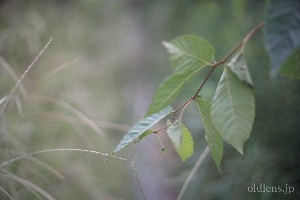 Petri cc auto 55mm f1.8 review作例 エモい画像写真が撮れるオールドレンズ jpeg撮って出し 　 花 自然 風景 緑の葉っぱ
