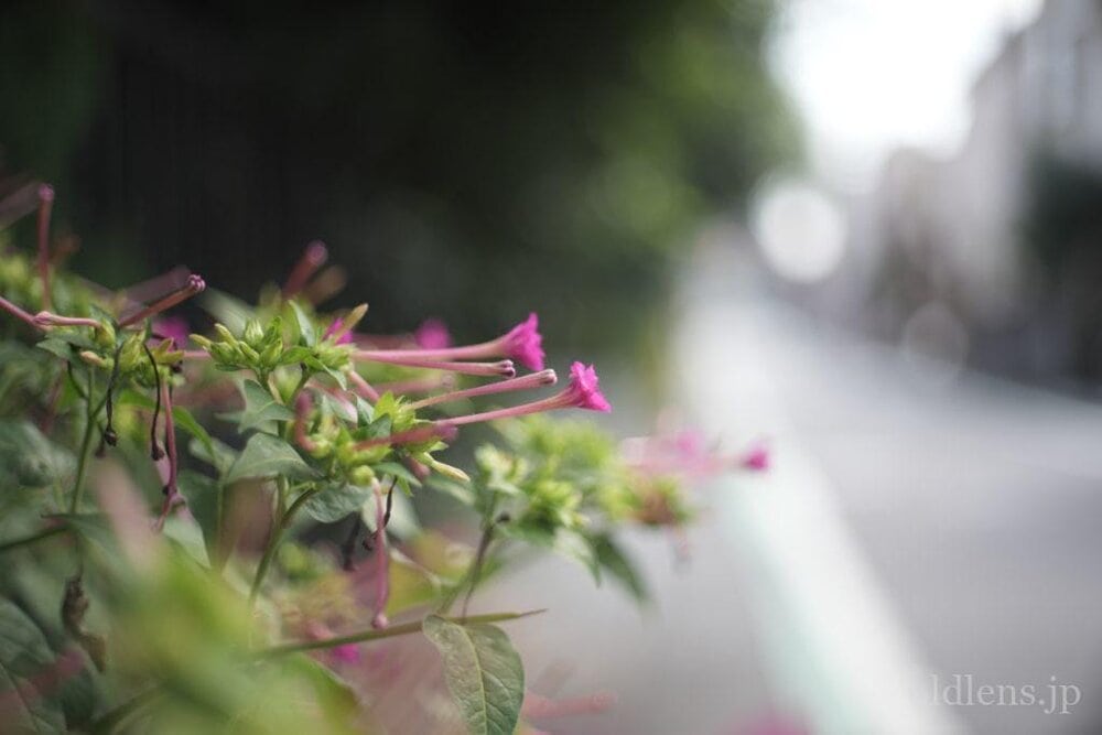 Petri cc auto 55mm f1.8 review作例 エモい画像写真が撮れるオールドレンズ jpeg撮って出し 花 自然 風景 マクロ