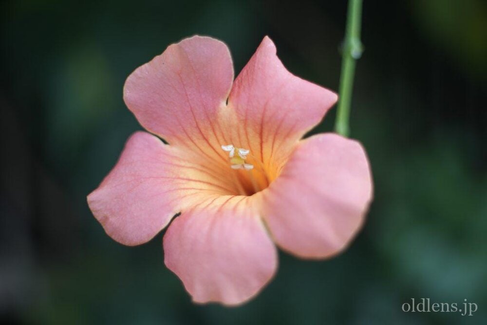 Petri cc auto 55mm f1.8 review作例 エモい画像写真が撮れるオールドレンズ jpeg撮って出し 花 自然 風景 マクロ