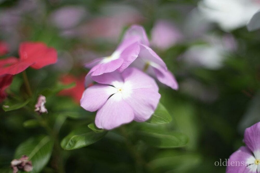 Petri cc auto 55mm f1.8 review作例 エモい画像写真が撮れるオールドレンズ jpeg撮って出し 花 自然 風景 マクロ