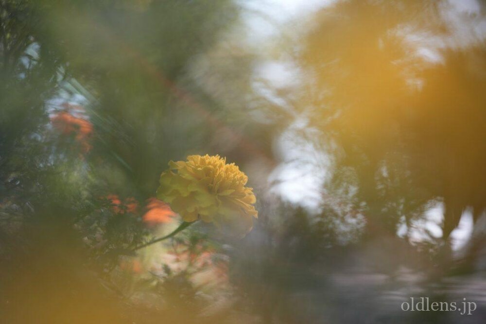 Pentacon Prakticar 50mm f2.4 MC review作例 元メイヤー Bokeh Monster