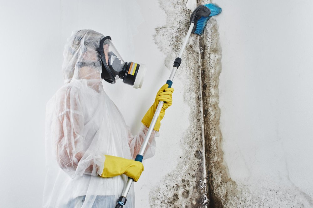 remove black mould from painted walls remove black mould from painted walls
