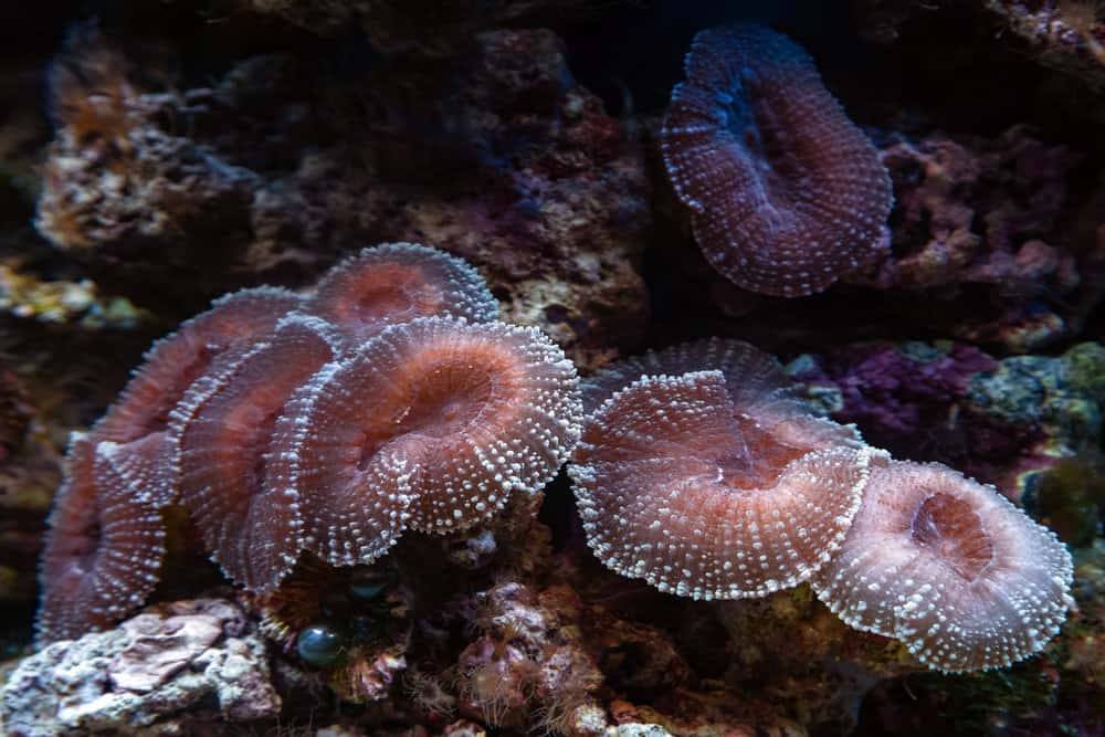 Underwater shot of mushroom coral (Fungiidae) colony on the reef in the aquarium tank. Colourful corals growing on the ocean bottom.