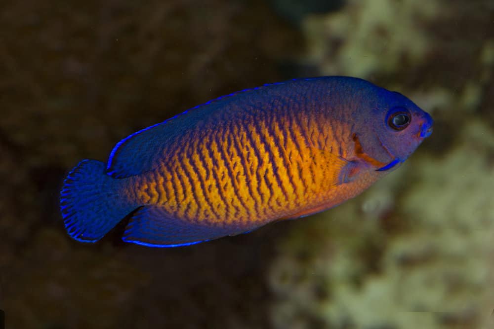 Coral Beauty Angelfish