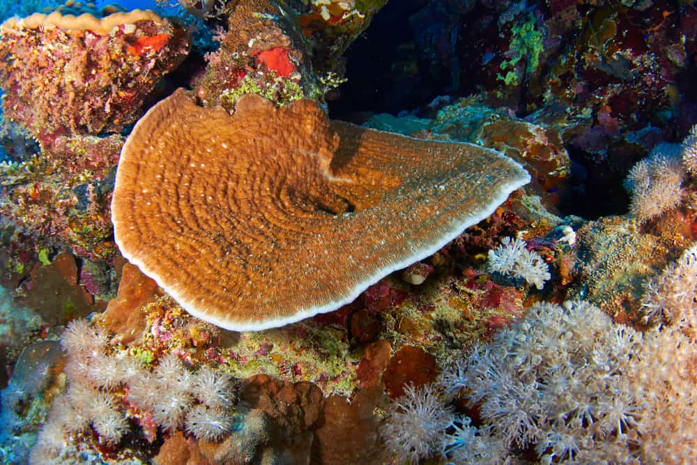 7 SPS Corals That Love High Water Flow 2