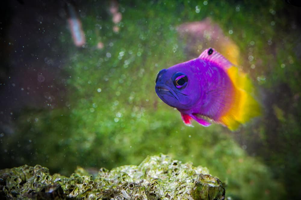 royal gramma basslet
