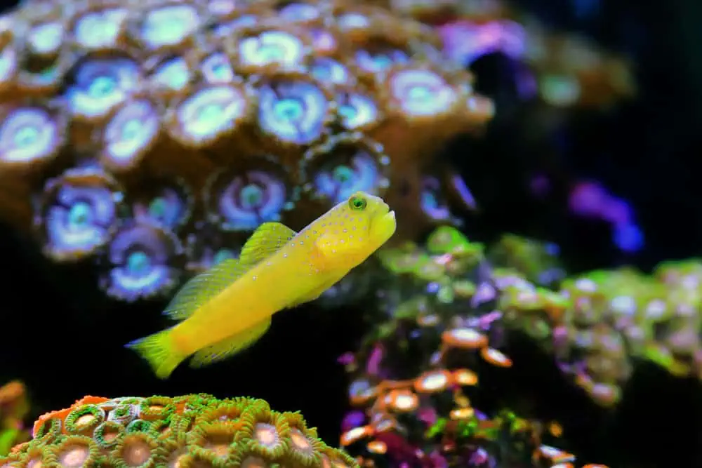 Yellow Watchman Goby