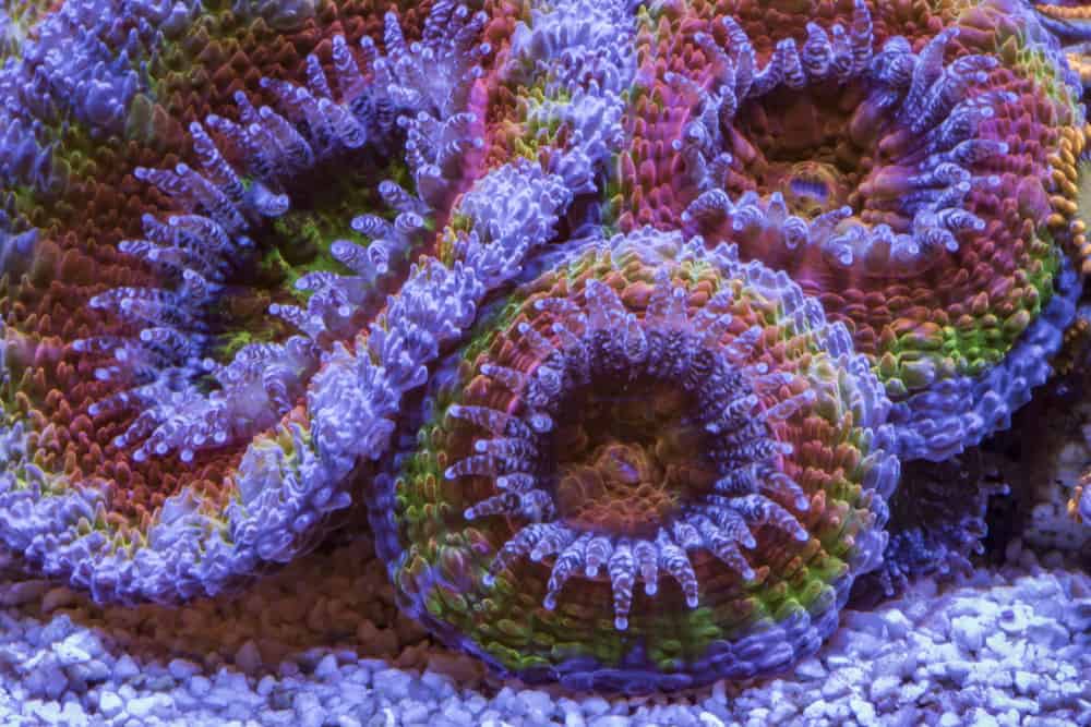 Acanthastrea Lordhowensis Rainbow