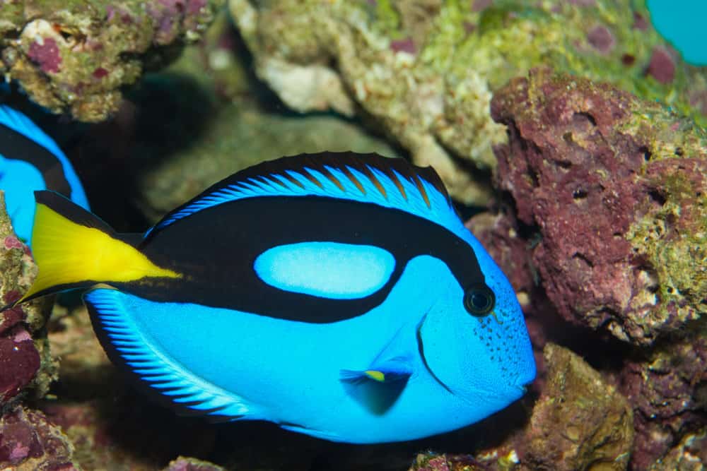 Hippo Blue Tang (Paracanthurus hepatus) in Aquarium