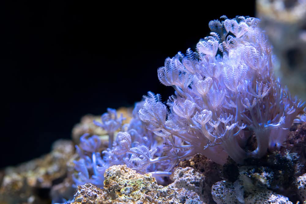 Close up of Soft Coral Pumping Xenia
