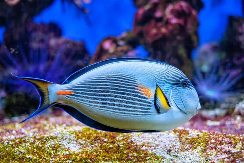 Sohal Surgeonfish Acanthurus Sohal underwater