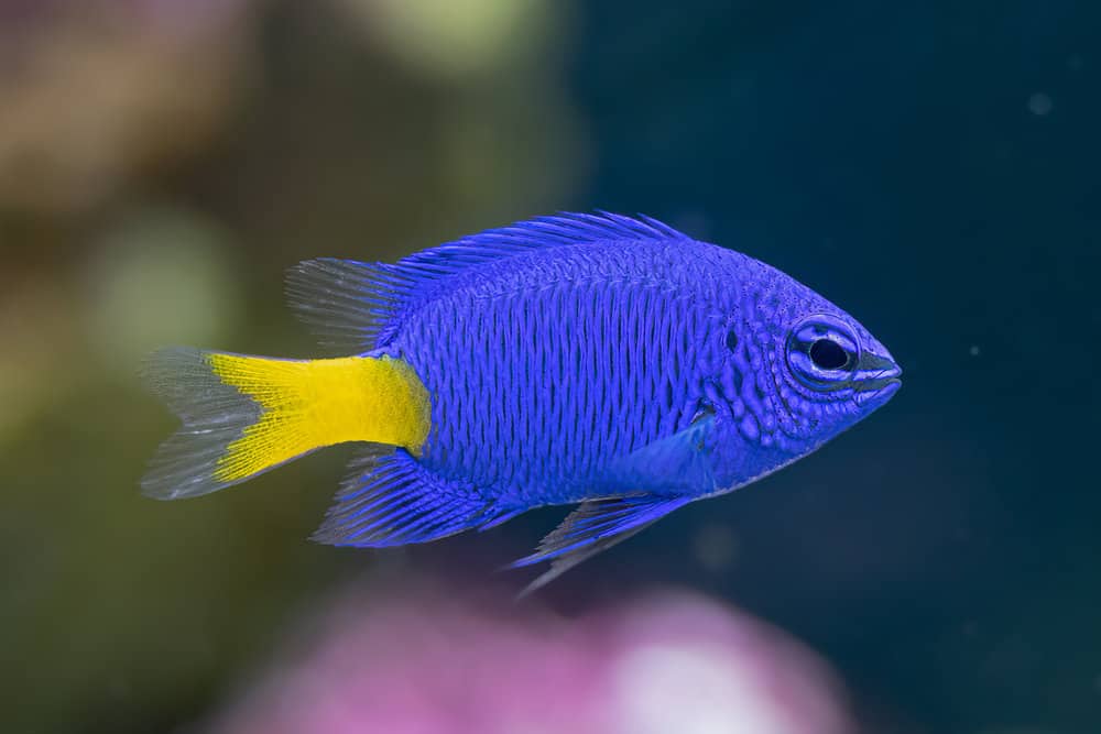 vibrant yellow tail damsel fish gets a closeup in a fish tank