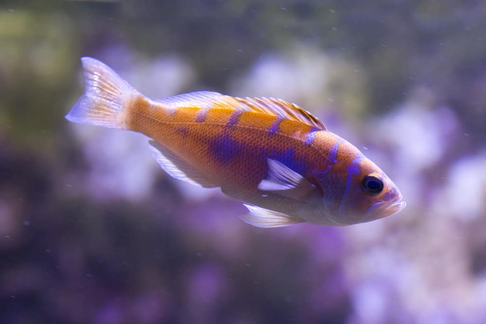 Chalk bass (Serranus tortugarum)