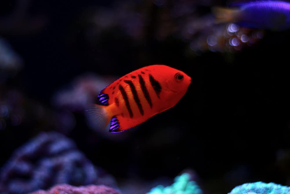 Flame Angel fish