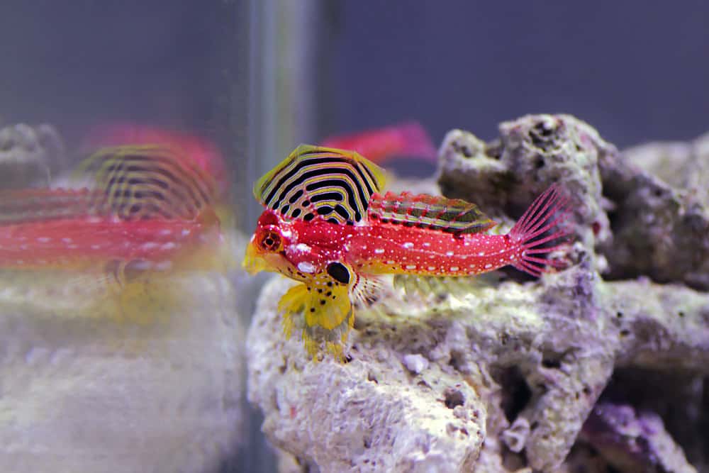 Male Ruby Red Dragonet