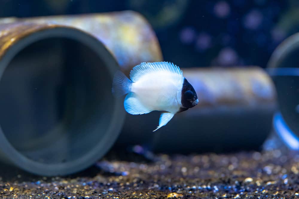 Masked Angel Fish