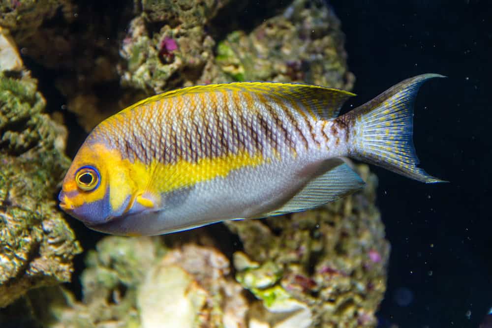 Masked Swallowtail Angelfish (Genicanthus semifasciatus) Male