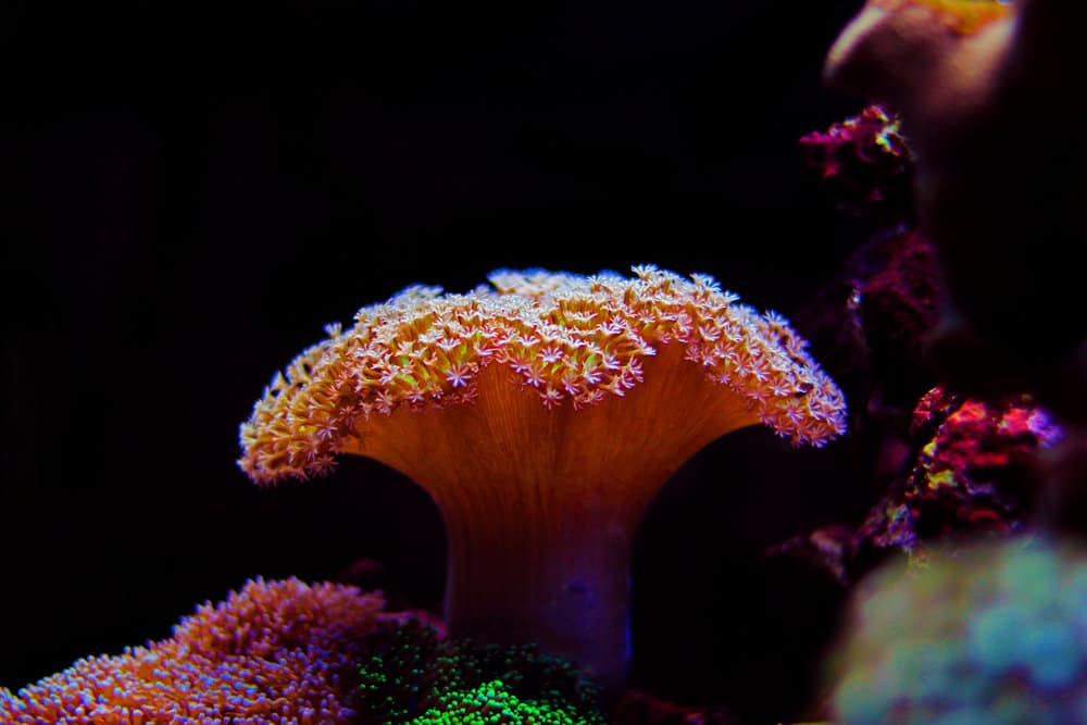 Toadstool Mushroom Leather Coral (Sarcophyton sp.)