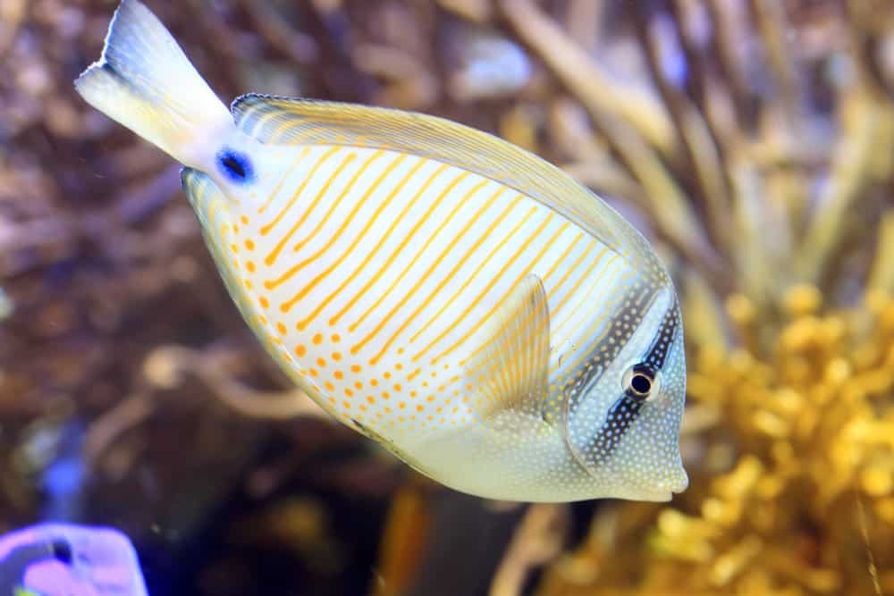 Sailfin Tang