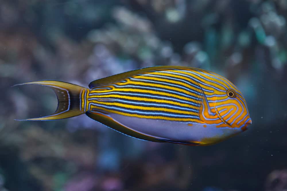 Blue banded surgeonfish (Acanthurus lineatus), also known as the zebra surgeonfish and Clown fish