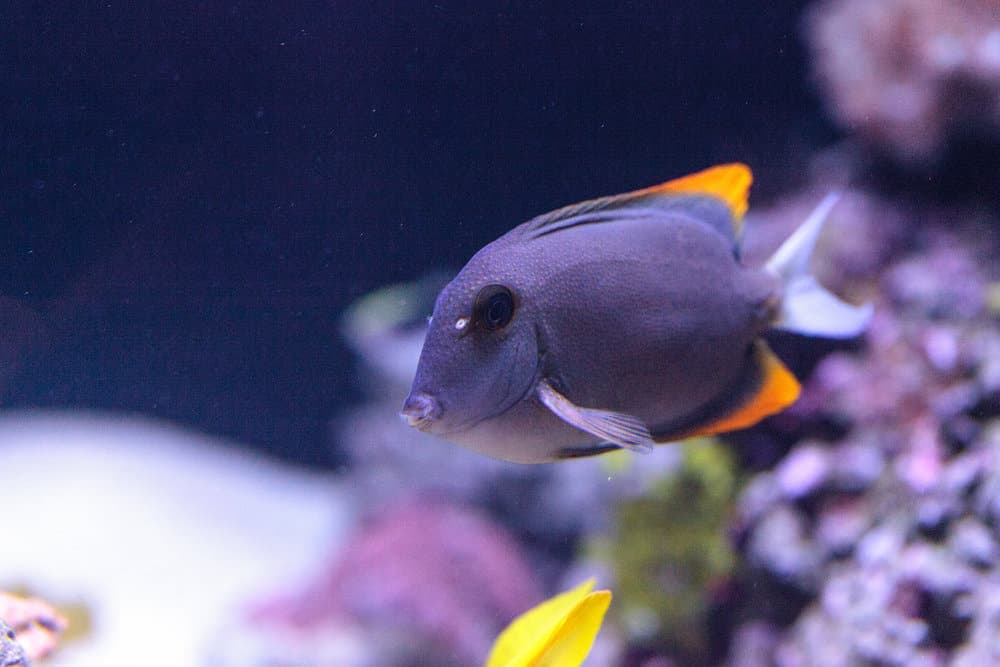 Tomini Tang fish Ctenochaetus tominiensis on a coral reef