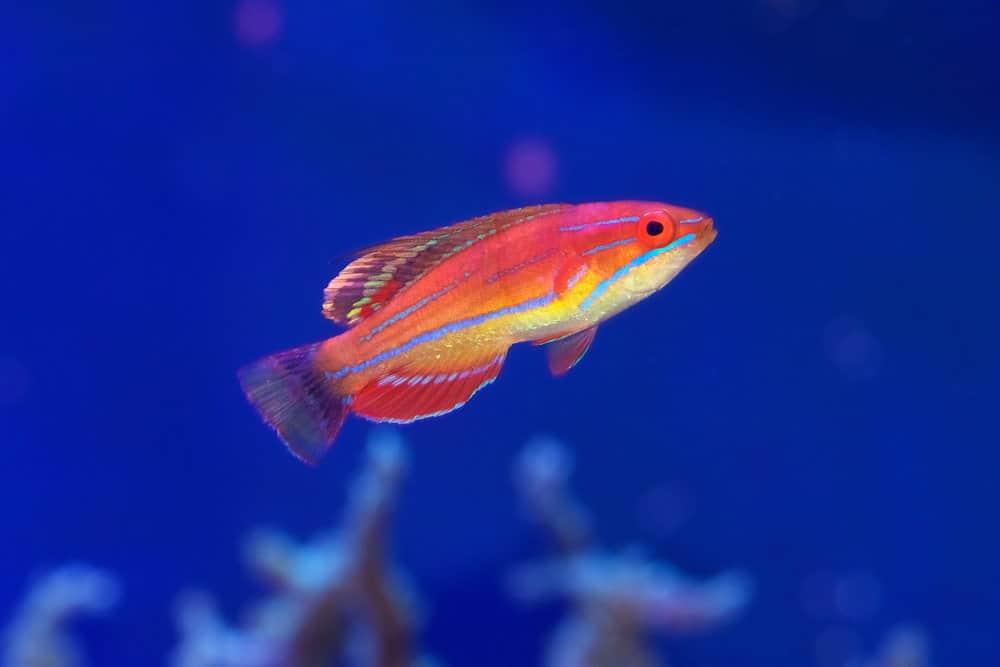 Carpenters Flasher wrasse