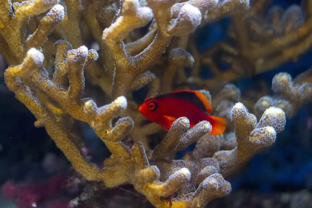 Flame hawk fish hidden in a sps coral.