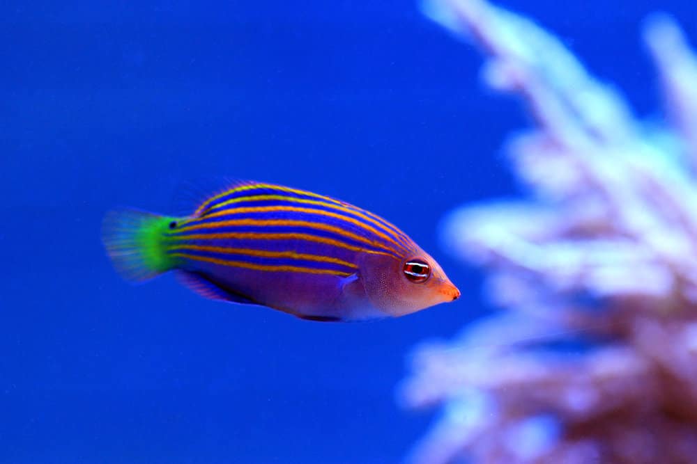 Six line wrasse