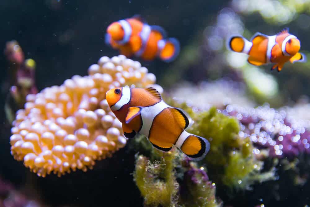 Bubble-tip anemone with two Snowflake Clownfish