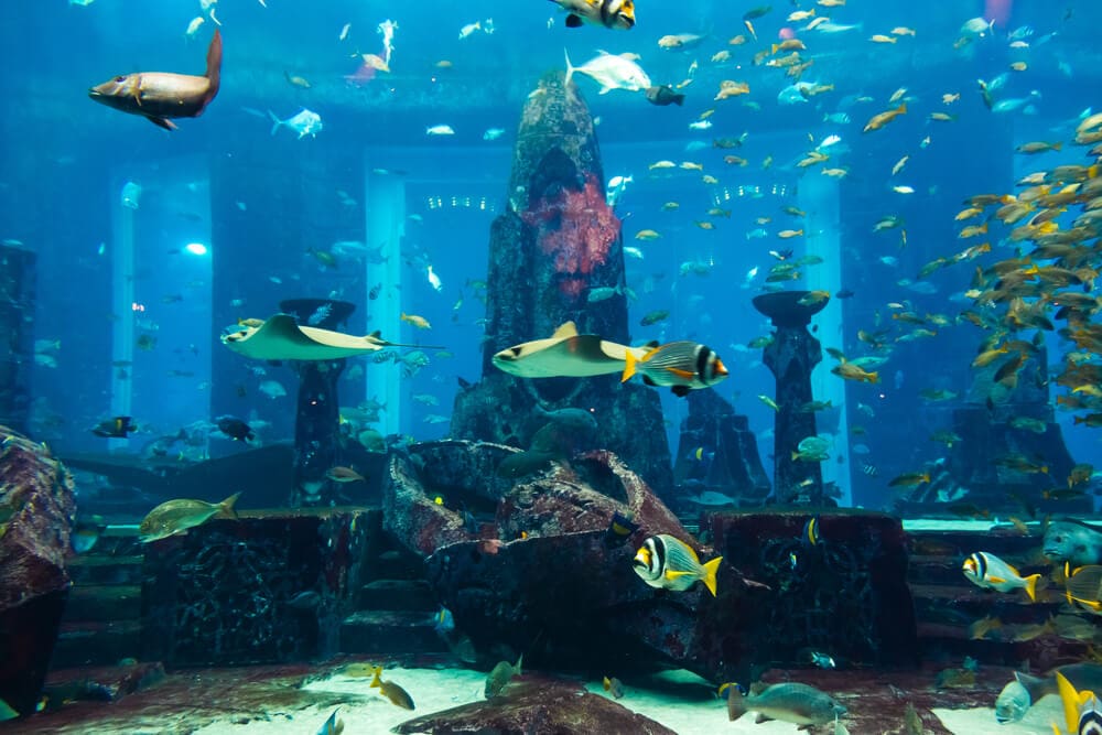 Dubai Aquarium and Underwater Zoo