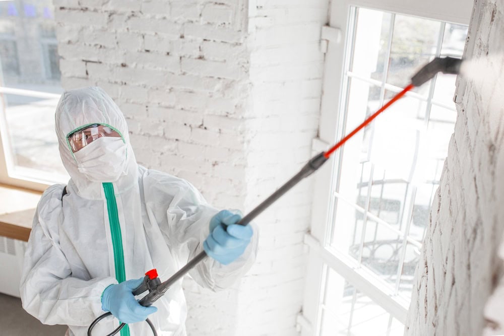 mold removal